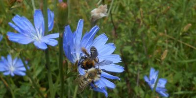 Wegwarte mit 2 sitzenden Sand Bienen - Foto LPV AS e. V.